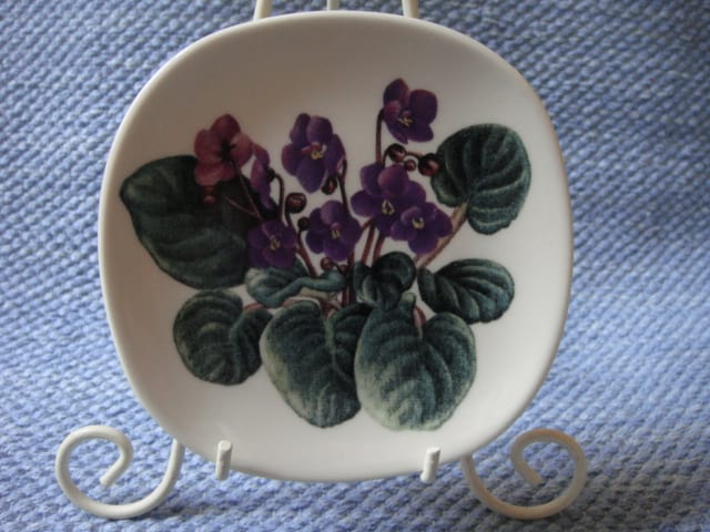 Saintpaulia ionantha