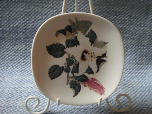hibiscus insularis