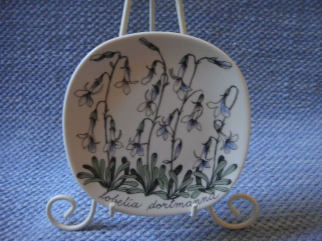 lobelia dortmanna