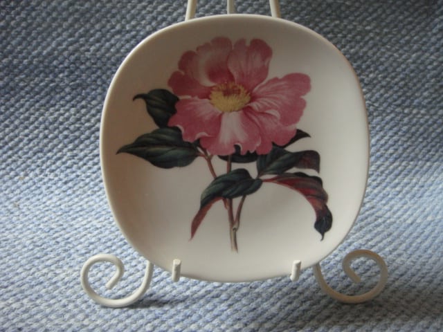 Paeonia cambessedesii