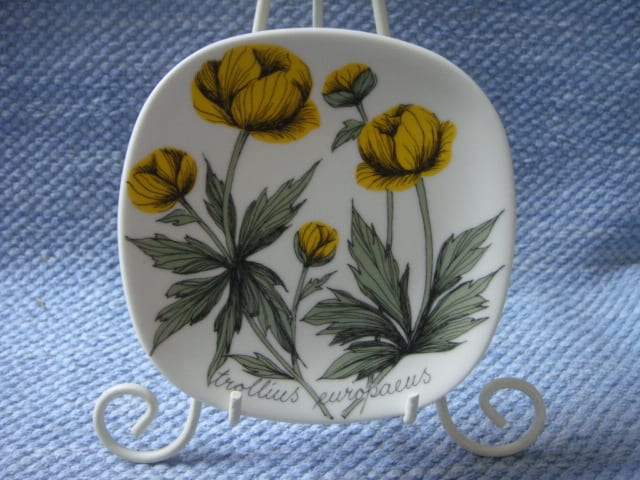 Trollius europaeus