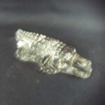 Humppilan lasi Villi kuningaskunta Matilda krokotiili.